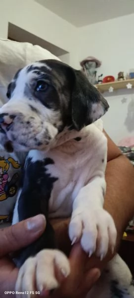 Cucciola di Alano arlecchino  | Foto 3