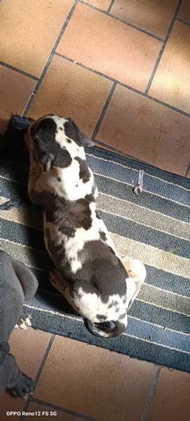 Cucciola di Alano arlecchino  | Foto 2