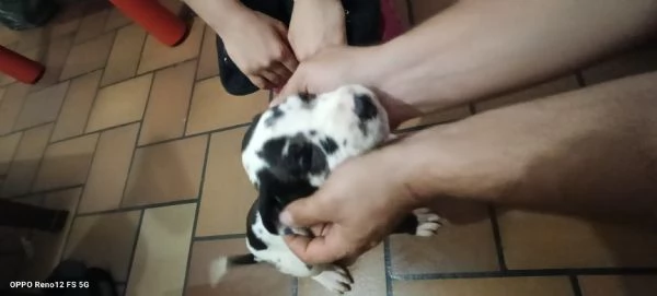 Cucciola di Alano arlecchino  | Foto 1