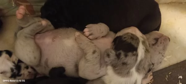 Alano Gran danese  | Foto 2