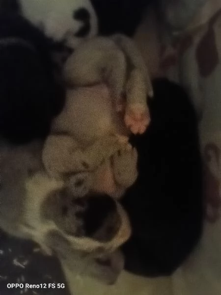 Alano Gran danese  | Foto 1