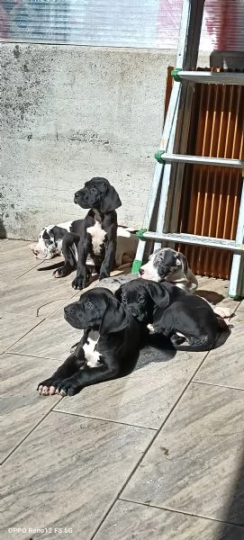 Cuccioli di Alano  | Foto 6