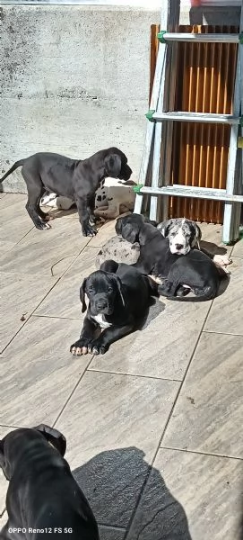 Cuccioli di Alano  | Foto 4