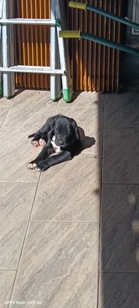 Cuccioli di Alano 