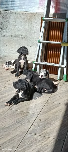 Cuccioli di Alano  | Foto 1