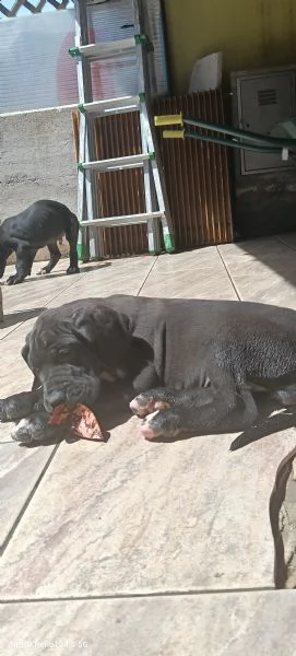 Cuccioli di Alano  | Foto 0