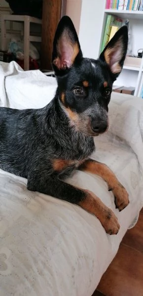 Cucciola cattle dog  | Foto 0