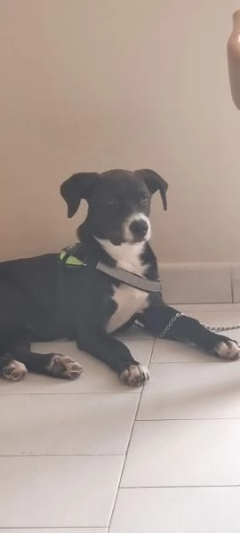 Regalo cucciolo 4 mesi mamma amstaff padre pastore tedesco  | Foto 0