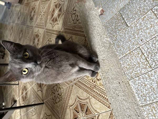 REGALO UN BELLO GATTINO