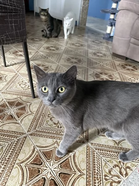 REGALO UN BELLO GATTINO | Foto 0