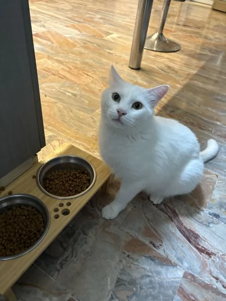 UN BELLO REGALO BIANCO GATTO