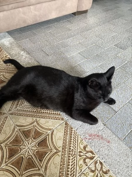 REGALO UN BELLO GATTINO NERO | Foto 0