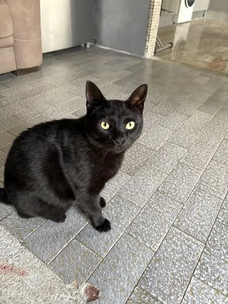 REGALO UN BELLO GATTINO NERO
