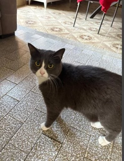 ADOZIONE UNA BELLISSIMA GATTINA