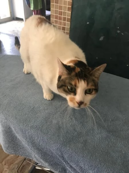 ADOZIONE UNA BELLA COPIA GATTINI | Foto 0