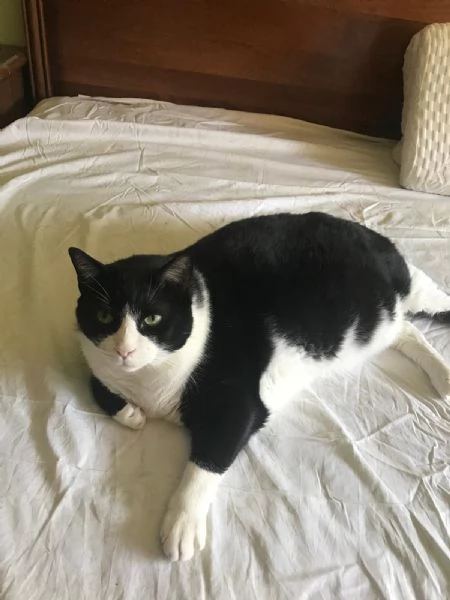 ADOZIONE UNA BELLA COPIA GATTINI