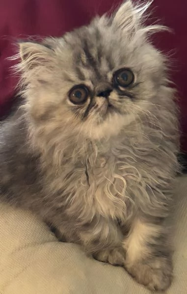 Gattini Persiani Ipertipici  | Foto 1