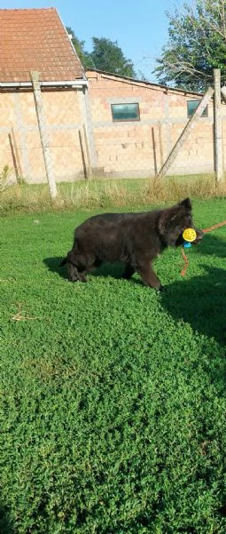Pastore Tedesco a Pelo Lungo  Cuccioli | Foto 4