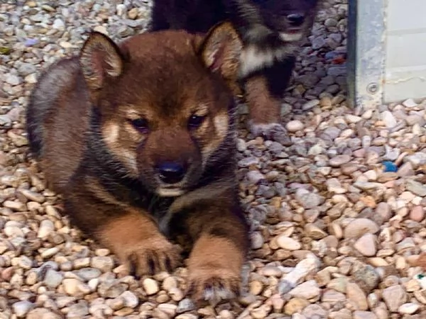 Shiba Inu