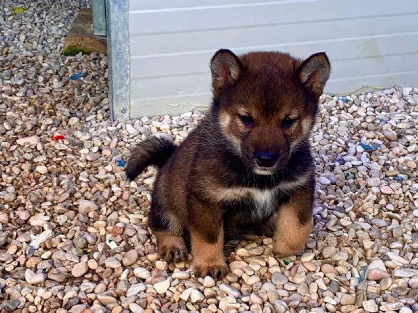 Shiba Inu | Foto 4