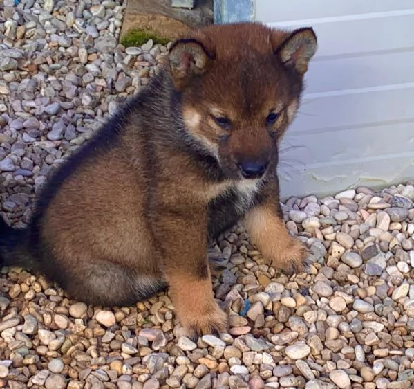 Shiba Inu | Foto 3