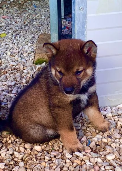 Shiba Inu | Foto 2