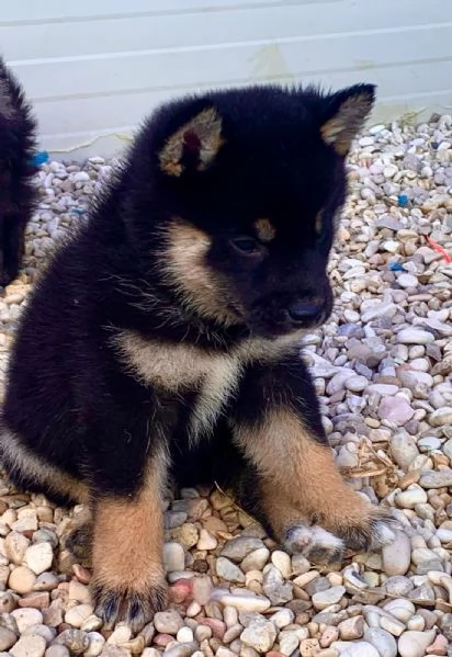 Shiba Inu | Foto 0