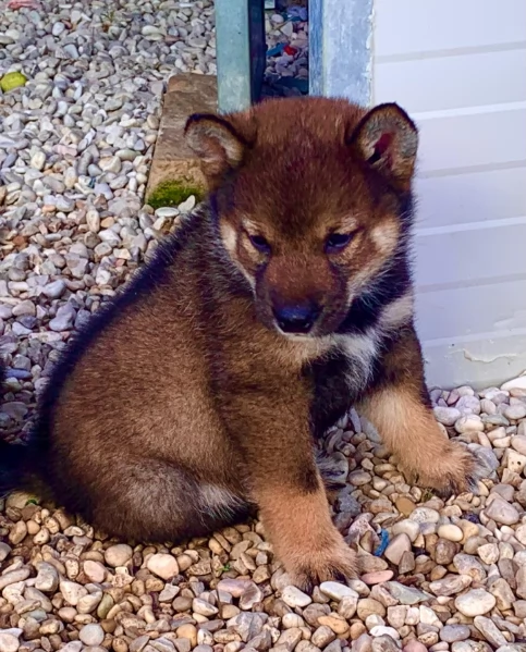 Shiba Inu  | Foto 4