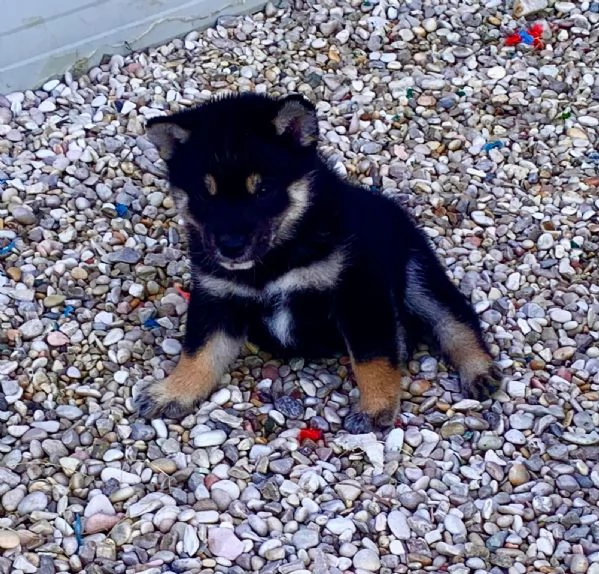 Shiba Inu  | Foto 3