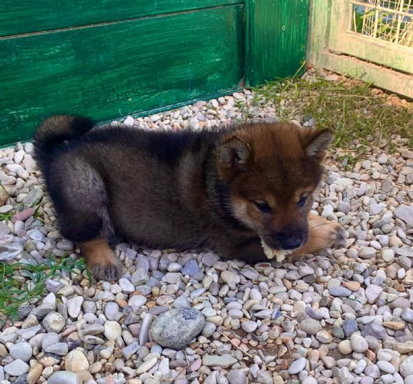 Shiba Inu  | Foto 2