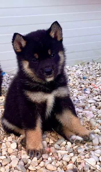 Shiba Inu  | Foto 1