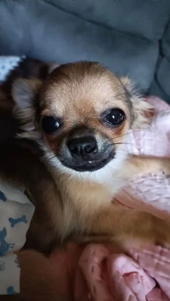 Chihuahua con Pedigree