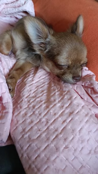 Chihuahua con Pedigree | Foto 1