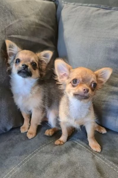 Chihuahua con Pedigree | Foto 0