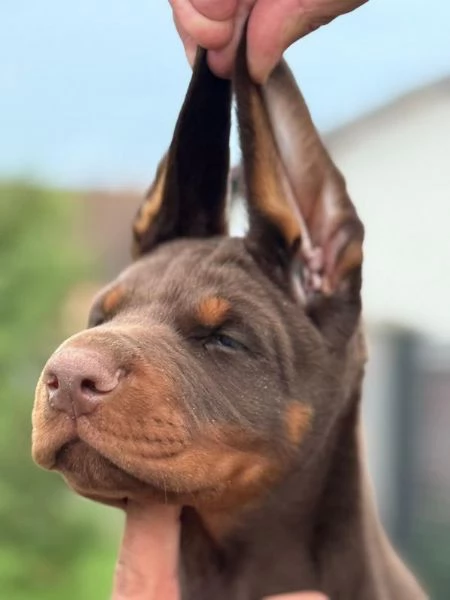 Doberman  Bellissimi Cuccioli | Foto 1