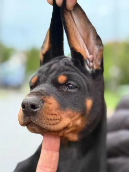 Doberman  Bellissimi Cuccioli | Foto 0