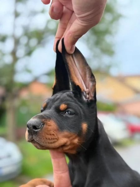 Doberman  Bellissimi Cuccioli