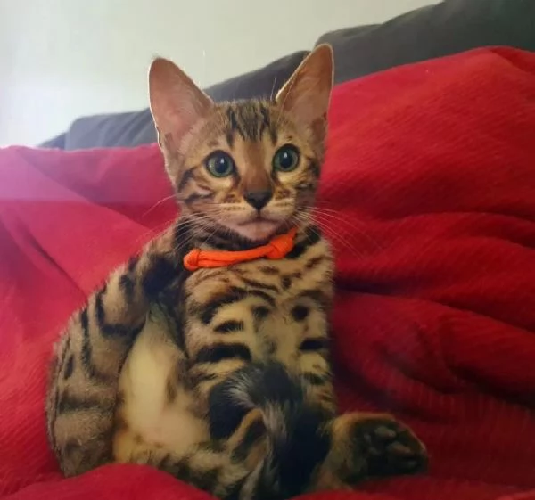 Splendidi dolcissimi gattini del Bengala di razza pura