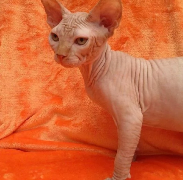 Adorabili gattini Sphynx disponibili | Foto 0