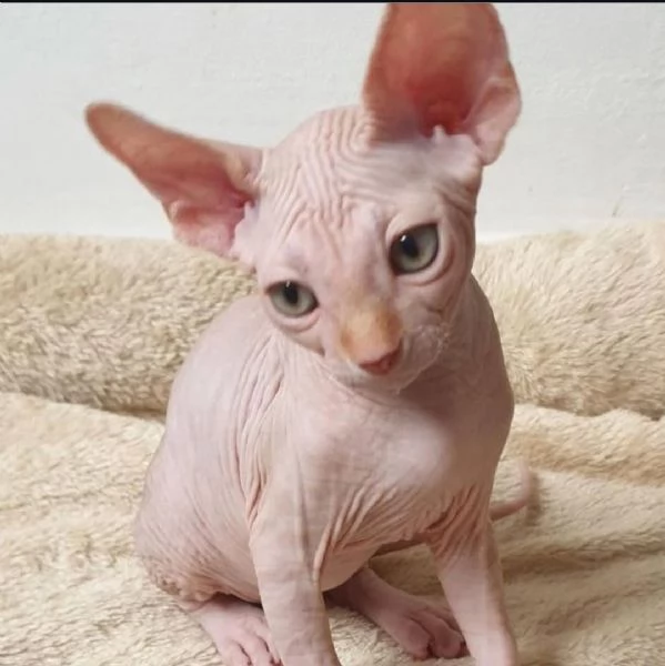 Adorabili gattini Sphynx disponibili | Foto 1