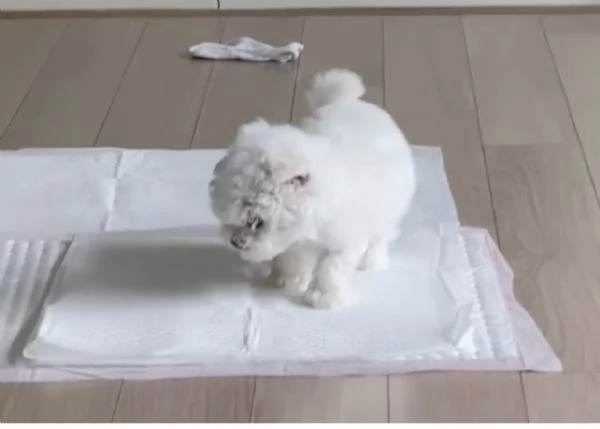 Maltese Toy cuccioli maschio e femmina | Foto 0