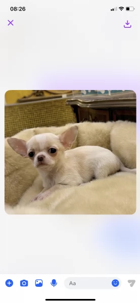  Chihuahua Toy cuccioli maschio e femmina | Foto 0