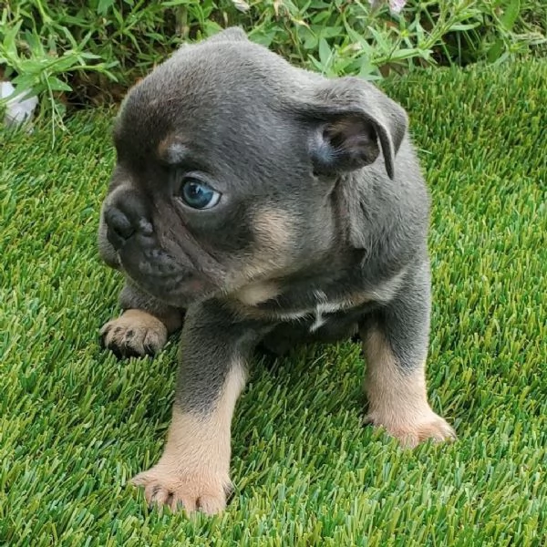  Bulldog Francese cuccioli maschio e femmina | Foto 0
