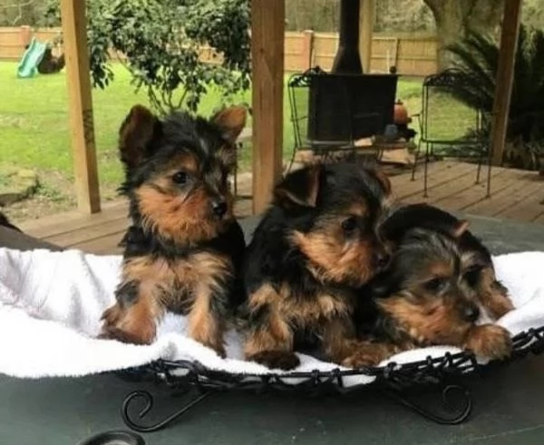 Yorkshire Terrier cuccioli maschio e femmina | Foto 0