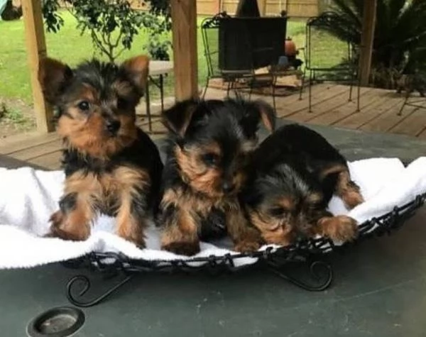 Yorkshire Terrier cuccioli maschio e femmina