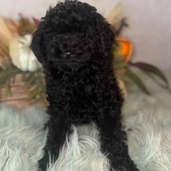 Barboncino Toy cuccioli maschio e femmina | Foto 0