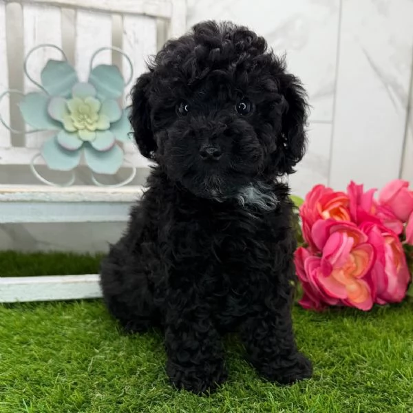 Barboncino Toy cuccioli maschio e femmina