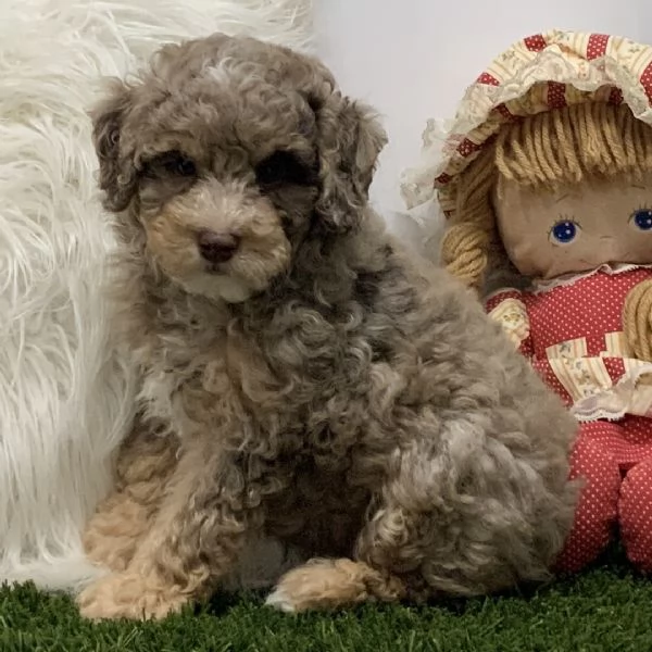 Maltipoo nana  cuccioli maschio e femmina | Foto 0