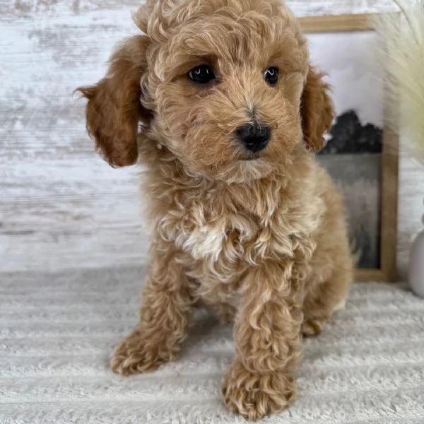 Maltese Toy cuccioli maschio e femmina | Foto 0