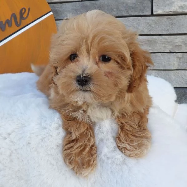 Maltipoo  cuccioli maschio e femmina | Foto 0